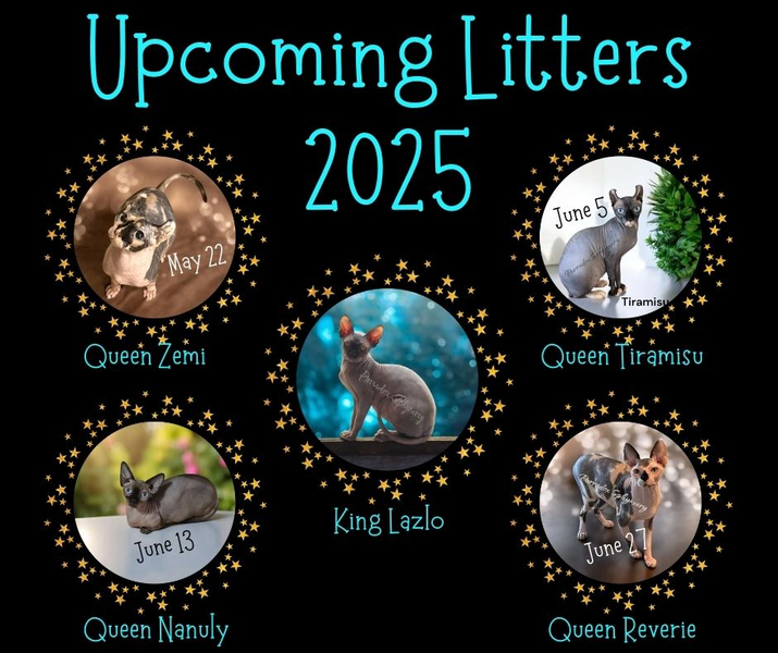 Cover photo of Purradox Sphynxery